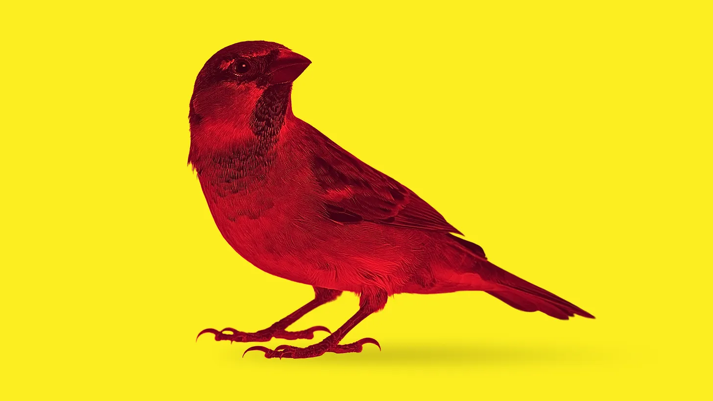 Jeff and the Red Sparrows